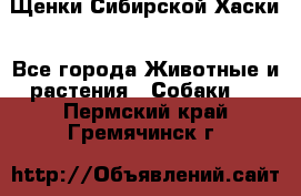 Щенки Сибирской Хаски - Все города Животные и растения » Собаки   . Пермский край,Гремячинск г.